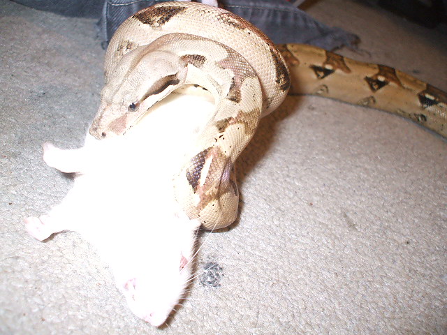 My other snake, Nathan Scott Philips constricting a rat.