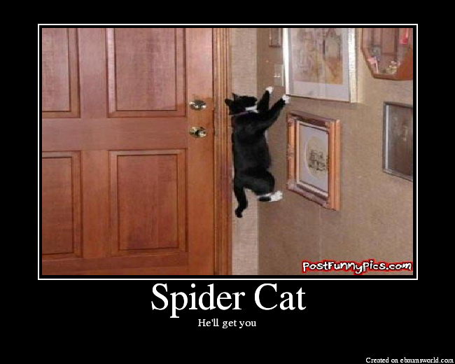 Does whatever a Spidercat does