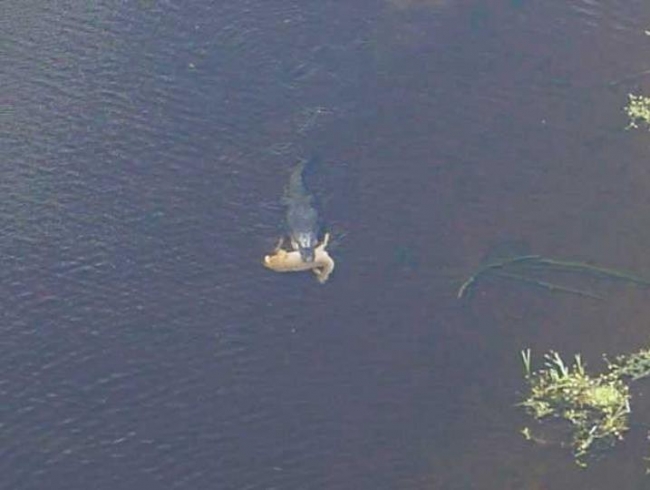 23 Foot Alligator caught in Alabama Lake.