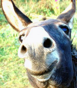 Okay fine! Its a donkey. I still say it looks like something else... but I cant put my finger on it