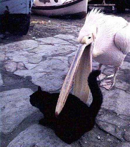 a stork or some shit trying to eat a fatass cat