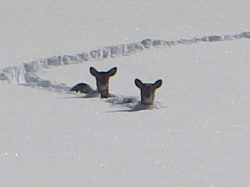 This picture was taken in Togo, MN on April 4th. They received 32 inches of snowfall. These deer look pissed.