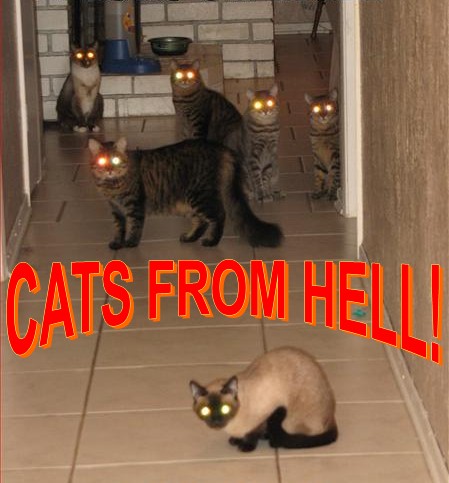 WTF.. I thinks these cats are from Hell.   Looks like they are going to eat you while your sleeping.