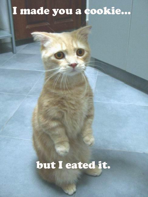 this cat ate your cookie!