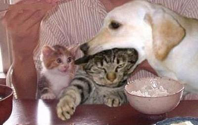 dog eating a cat...