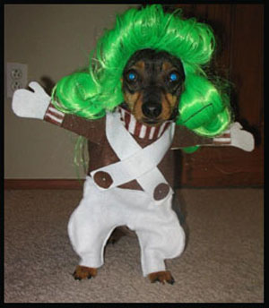 costume dog
