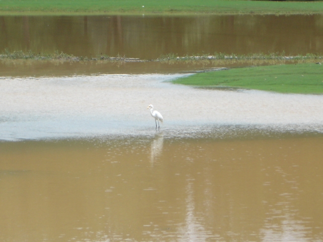 Flooded Golf Course
