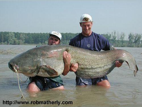 Thats A Huge Fish