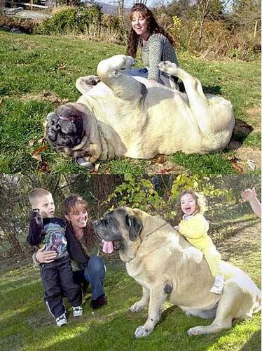 largest dog in the world
