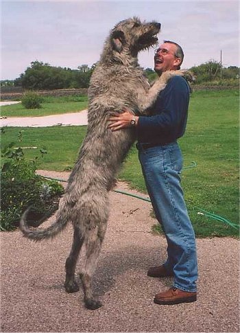 Irish Wolf hound