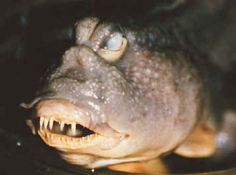 Ugly Fish