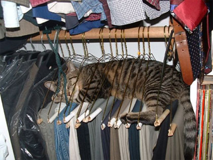 cat sleeping on clothes