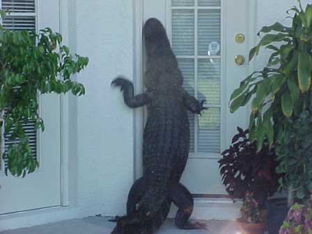 alligator in house - W illis