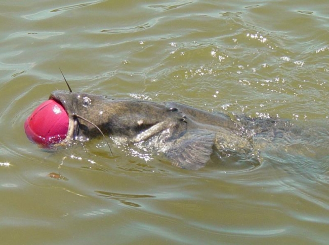Catfish tries to eat a basketball