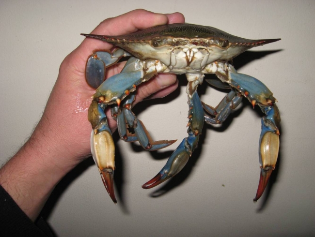 Weird 3 Clawed Crab