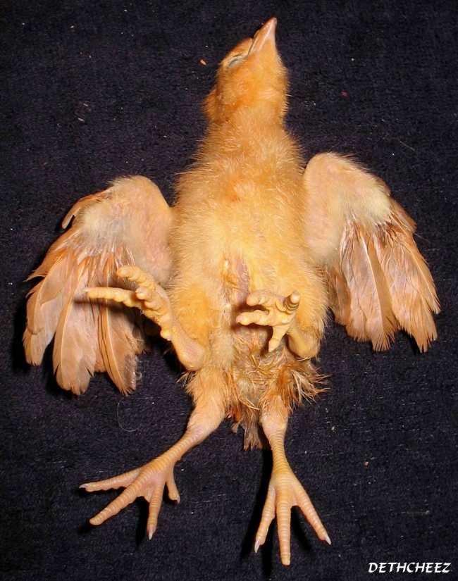 Deformed 4 Legged Freak Chicken 