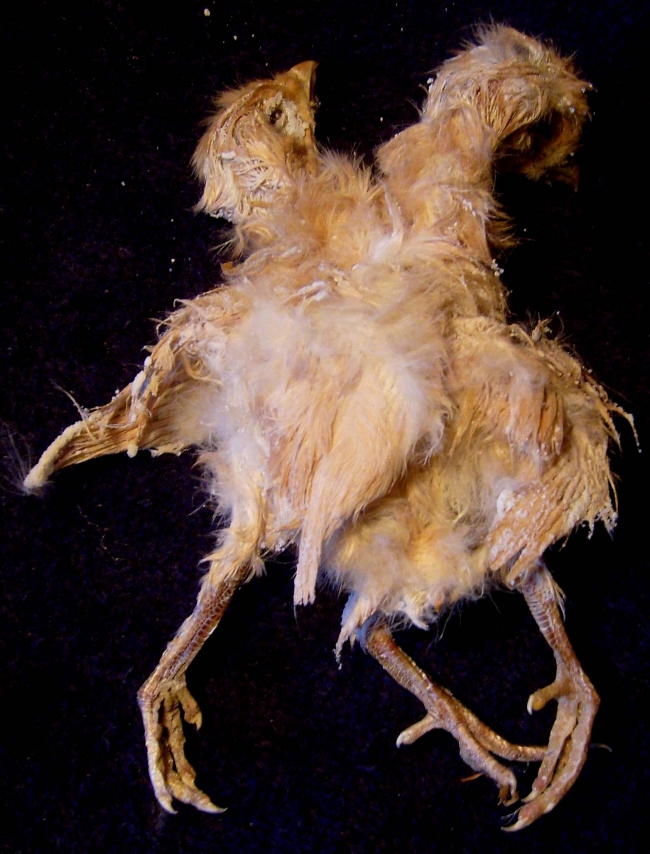 Found behind a pile of dried corn in the barn of Wisconsin farmer Opie Hansen... The chick was born with two heads, three wings and three legs... The deformities are a rare example of an almost fully developed parasitic twin... Dr. Zeehc, H. Ted