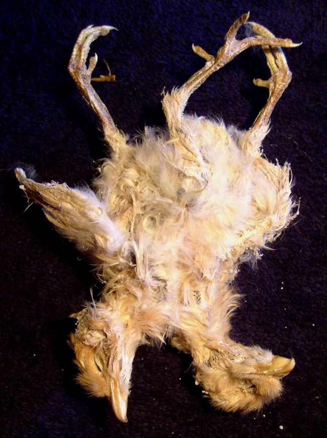 Found behind a pile of dried corn in the barn of Wisconsin farmer Opie Hansen... The chick was born with two heads, three wings and three legs... The deformities are a rare example of an almost fully developed parasitic twin... Dr. Zeehc, H. Ted
