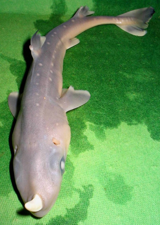 The Unicorn Shark is a very rare spices of deep sea shark... This specimen was brought up in a fishing net off the coast of Japan... Dr. Zeehc, H. Ted