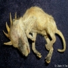 These remains were removed from a barn located in a small village in Chiapas, Mexico.They were discovered in an old, abandoned barn that was being demolished. Test conducted on tissue, fur and DNA sam...