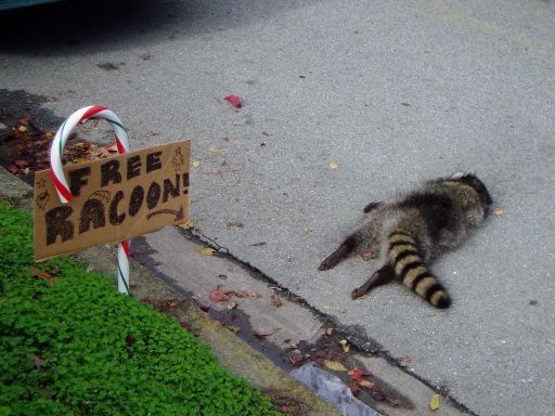 Free Racoon! It was gone the same day