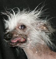2008 World's Ugliest Dog Contest Contenders