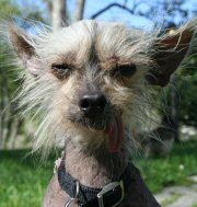 2008 World's Ugliest Dog Contest Contenders