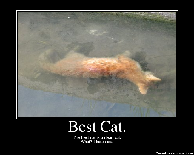 The best cat is a dead cat. What? I hate cats!