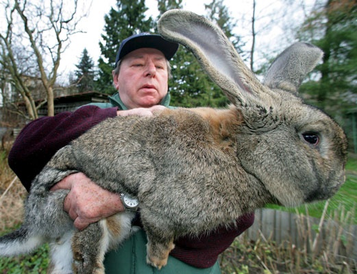 Really big hare.