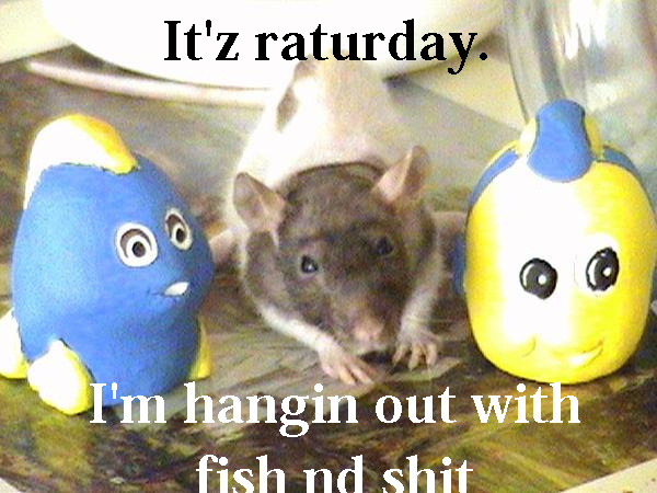 rat hanging out with fish