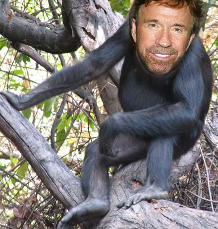 Chuck Norris, as a chimp