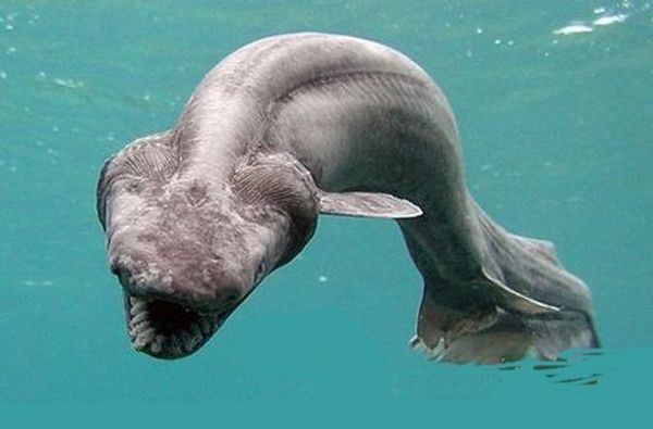 Picture of unknown creature found in sea