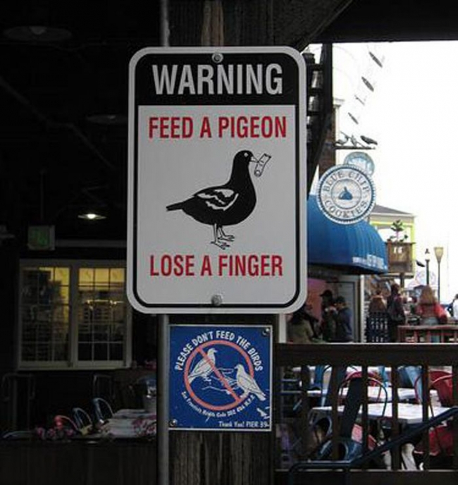 Please, don't feed the pigeons.