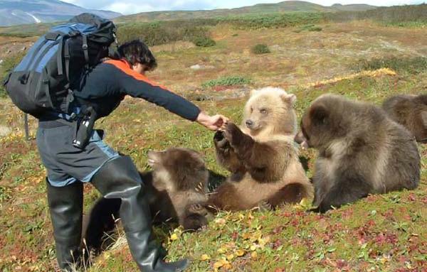 bears fishing with people