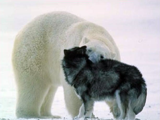 white bear and dog