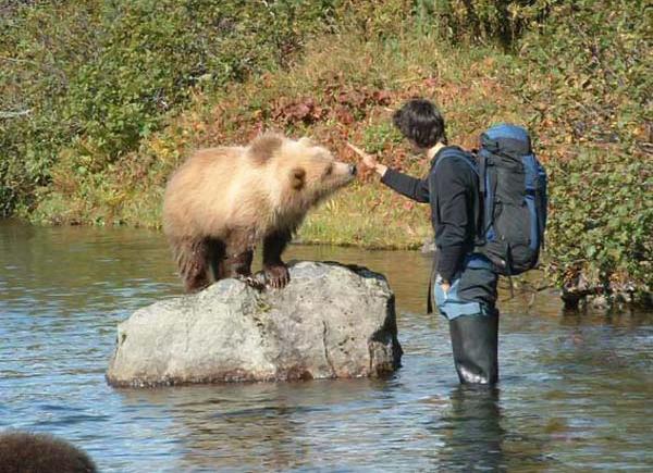 bears fishing with people