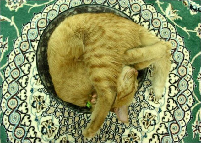 Where cats sleep