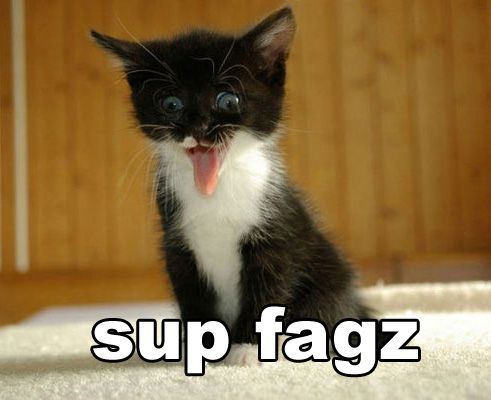 funny cat saying hello swearing