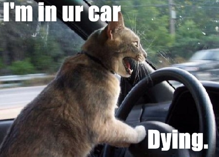 funny cats - cat car crash - I'm in ur car Dying.