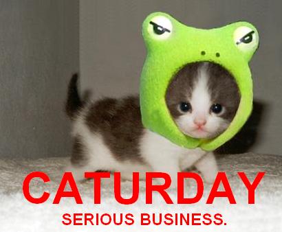 funny cat Caturday Serious Business.
