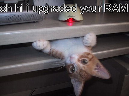 funny cat - oh hi i upgraded your Ram