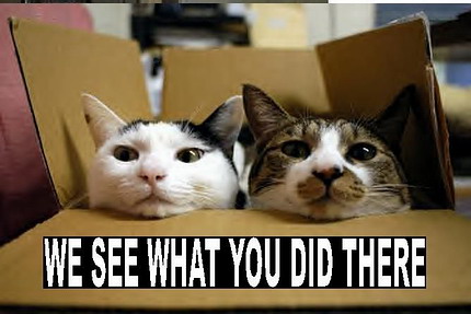 funny cats We See What You Did There