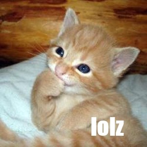 funny cat funny kittens - lolz