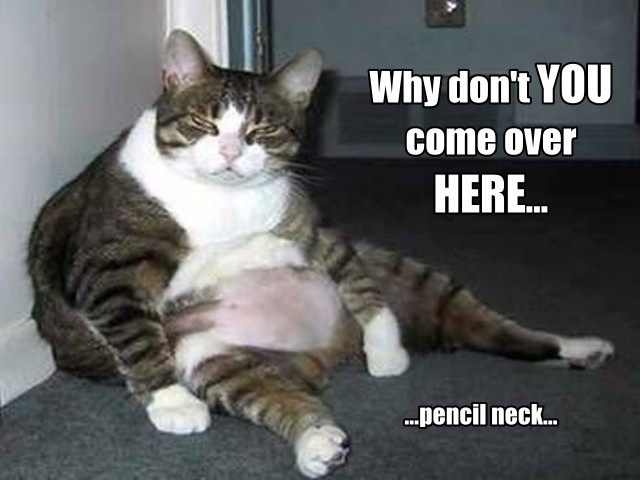 funny cat fat cat - Why don't You come over Here... ...pencil neck...