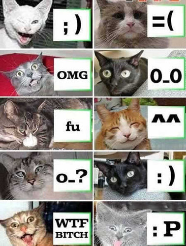 cat faces