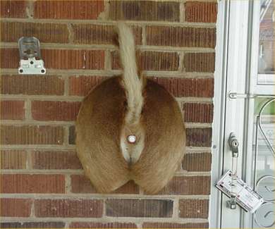 funny doorbell