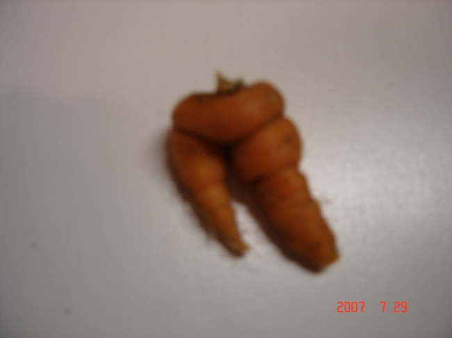 Thick Legs Carrot