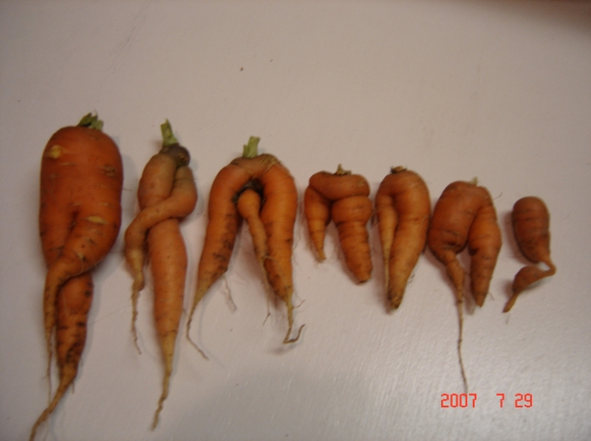 A chorus line of freakishly odd shaped carrots..some have legs and other body parts. What do you see?