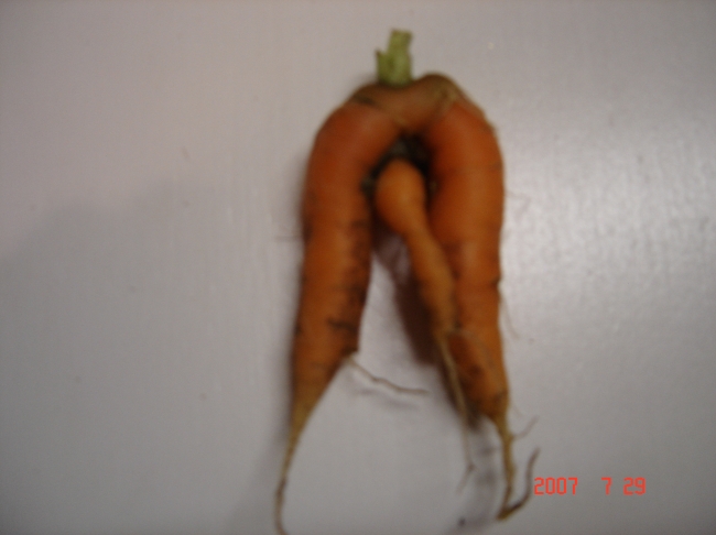 Carrot with a Penis!