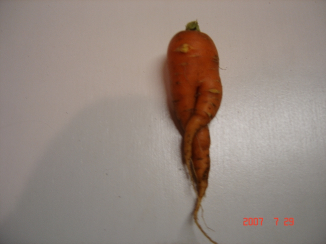 Carrot Crossing Legs